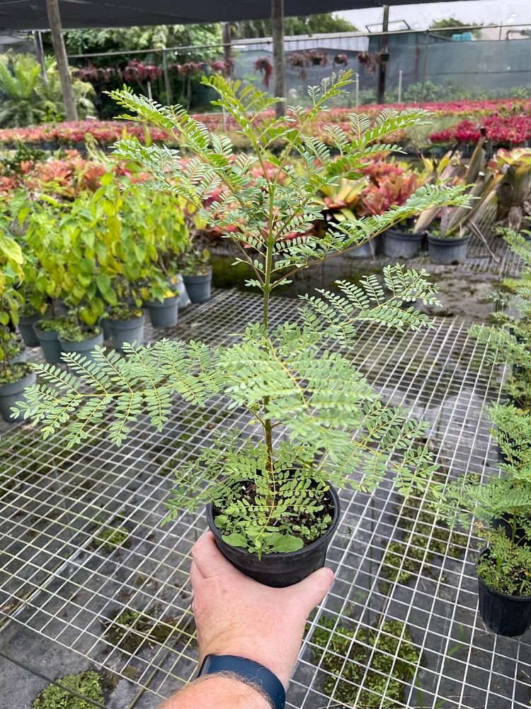 jacaranda-caerulea-bahama-jacaranda