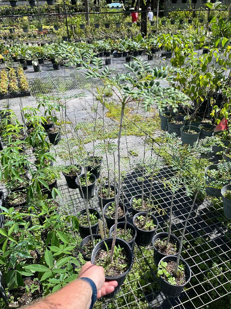 jacaranda-caerulea-bahama-jacaranda