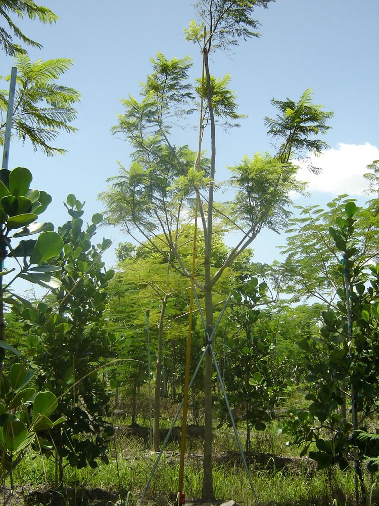 jacaranda-mimosifolia-jacaranda-tree