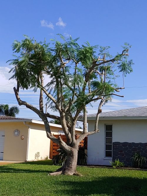 jacaranda-mimosifolia-jacaranda-tree