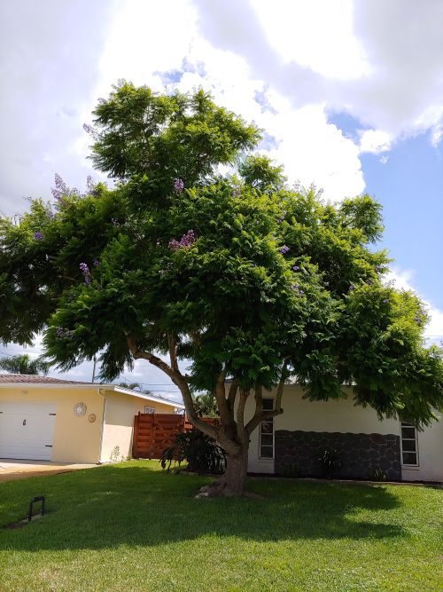 jacaranda-mimosifolia-jacaranda-tree