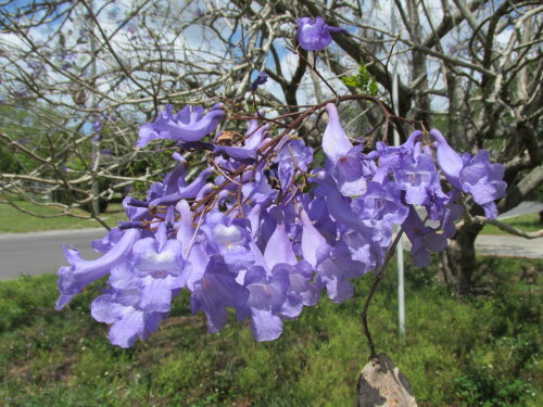 jacaranda-mimosifolia-jacaranda-tree