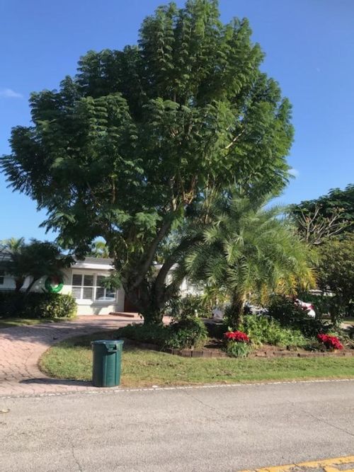 jacaranda-mimosifolia-jacaranda-tree