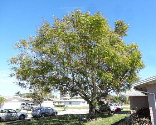 jacaranda-mimosifolia-jacaranda-tree