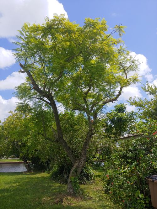 jacaranda-mimosifolia-jacaranda-tree