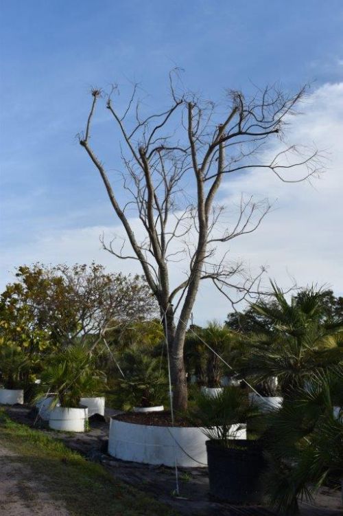 jacaranda-mimosifolia-jacaranda-tree
