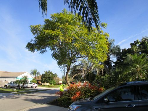 jacaranda-mimosifolia-jacaranda-tree
