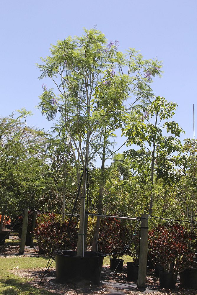 jacaranda-mimosifolia-jacaranda-tree