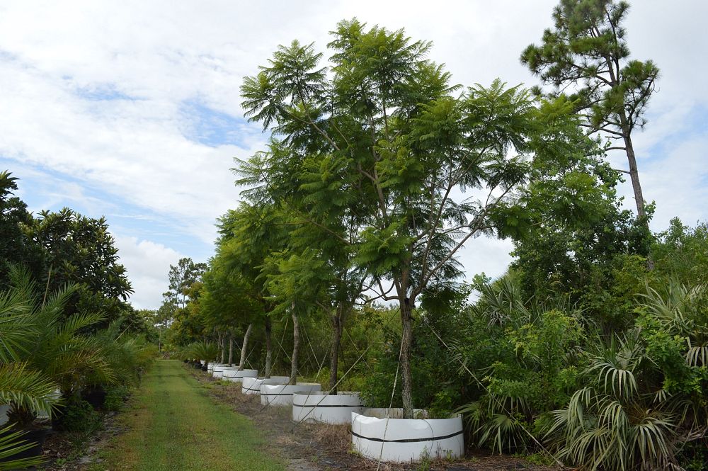 jacaranda-mimosifolia-jacaranda-tree