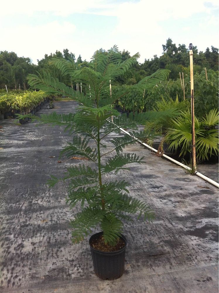 jacaranda-mimosifolia-jacaranda-tree