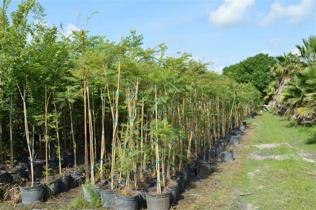jacaranda-mimosifolia-jacaranda-tree
