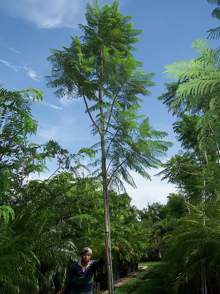jacaranda-mimosifolia-jacaranda-tree
