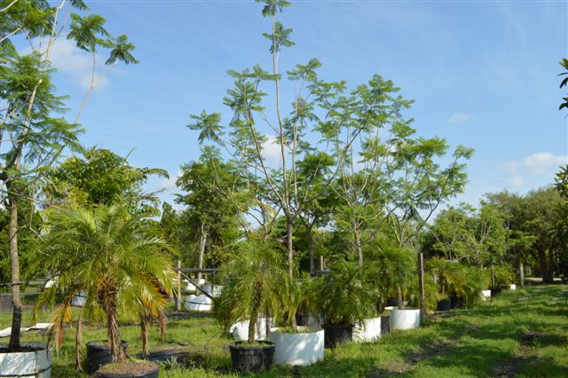 jacaranda-mimosifolia-jacaranda-tree