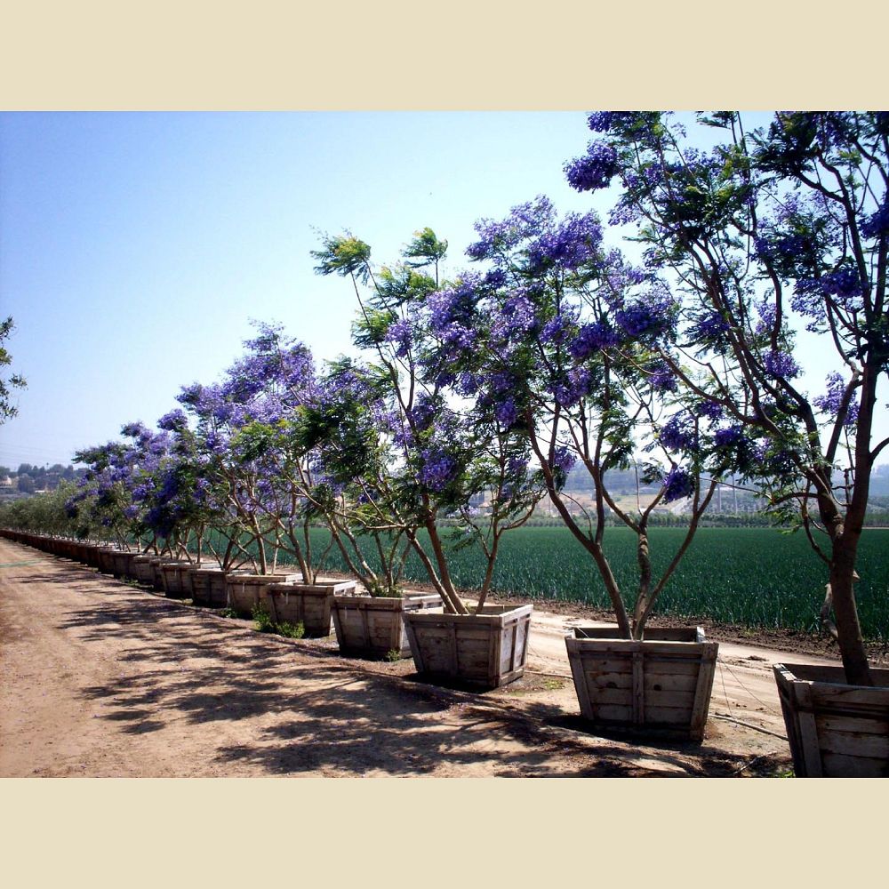 jacaranda-mimosifolia-jacaranda-tree