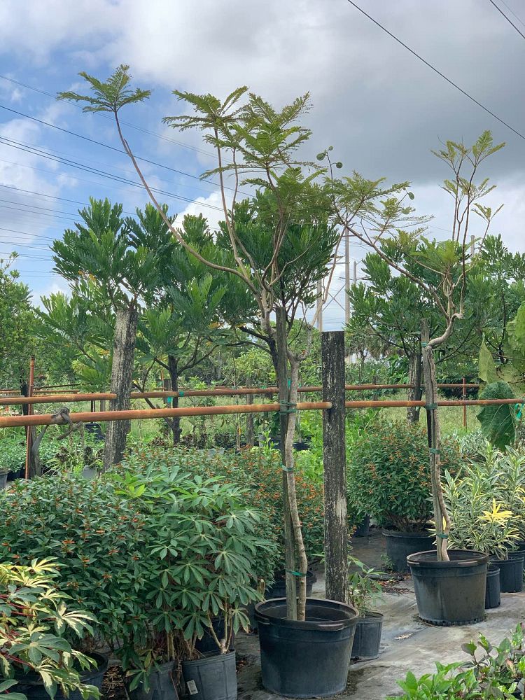 jacaranda-mimosifolia-jacaranda-tree