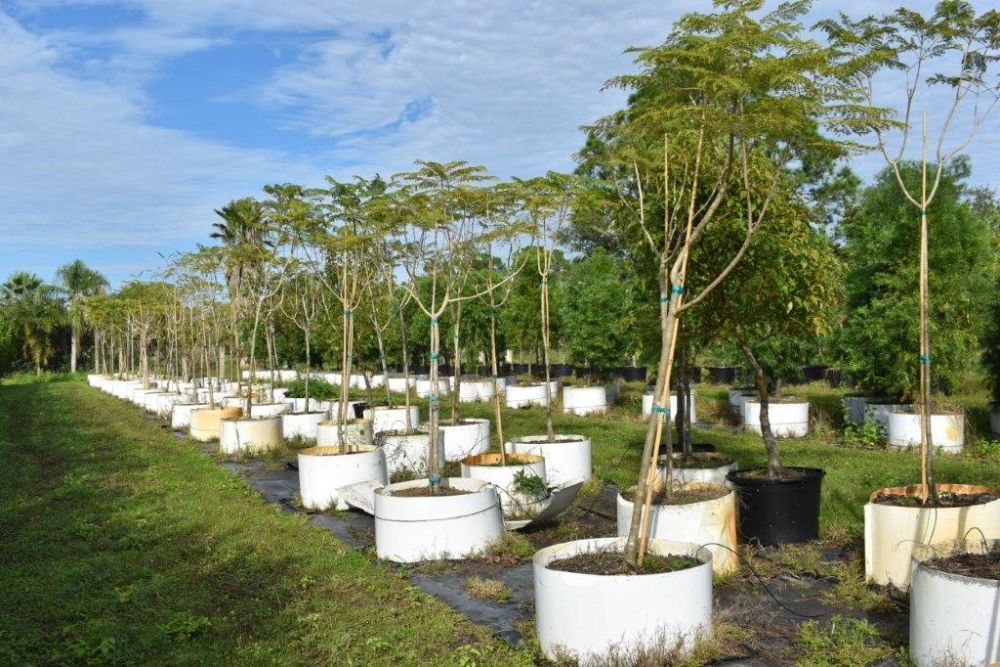 jacaranda-mimosifolia-jacaranda-tree