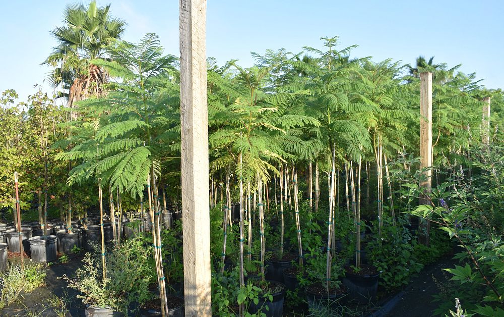 jacaranda-mimosifolia-jacaranda-tree