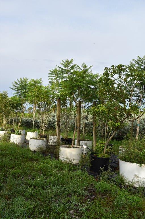 jacaranda-mimosifolia-jacaranda-tree
