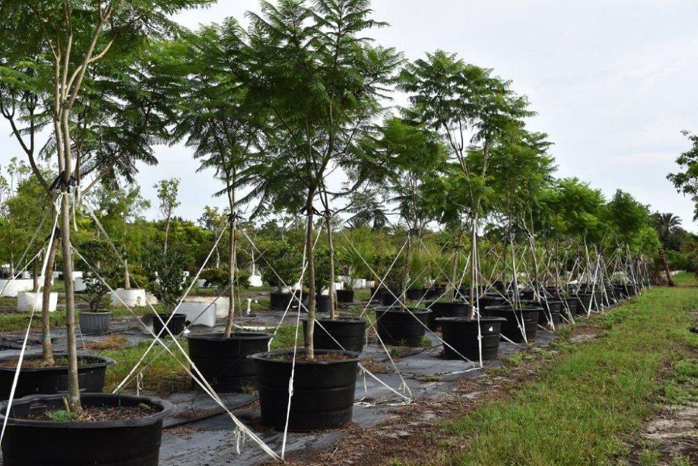 jacaranda-mimosifolia-jacaranda-tree