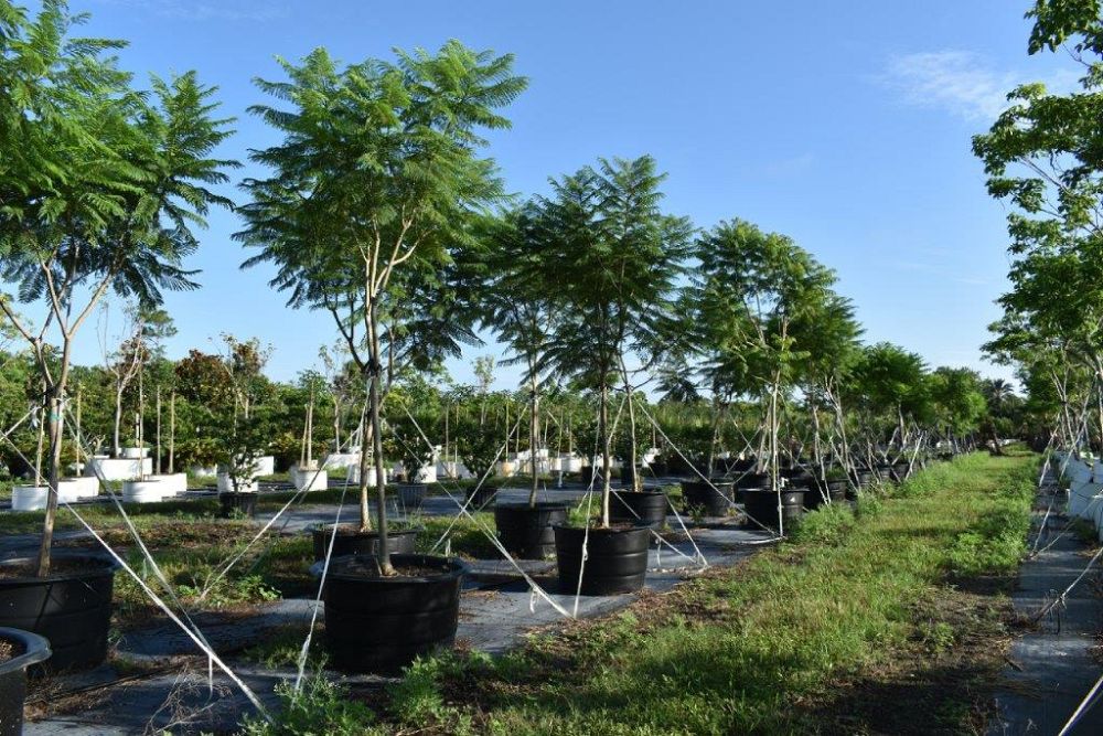 jacaranda-mimosifolia-jacaranda-tree