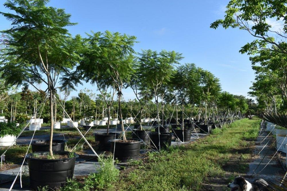 jacaranda-mimosifolia-jacaranda-tree