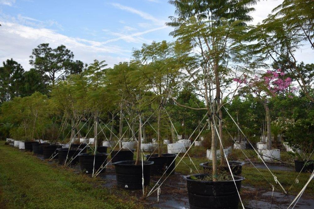 jacaranda-mimosifolia-jacaranda-tree