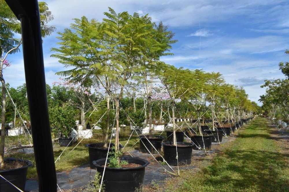 jacaranda-mimosifolia-jacaranda-tree