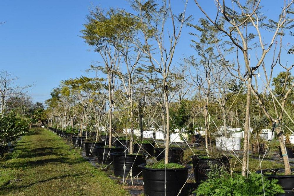 jacaranda-mimosifolia-jacaranda-tree