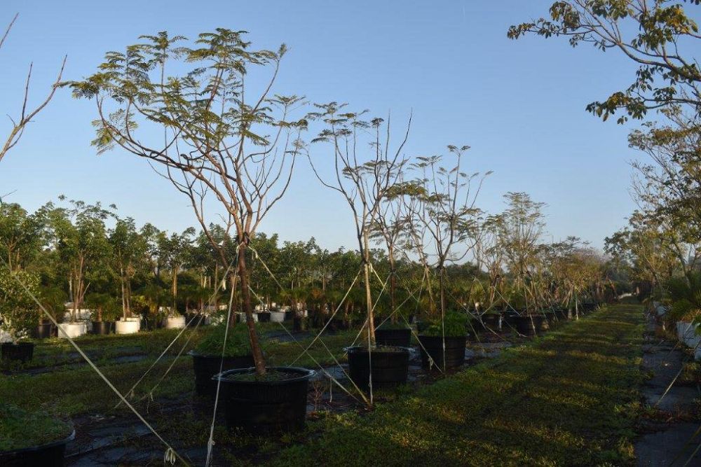 jacaranda-mimosifolia-jacaranda-tree