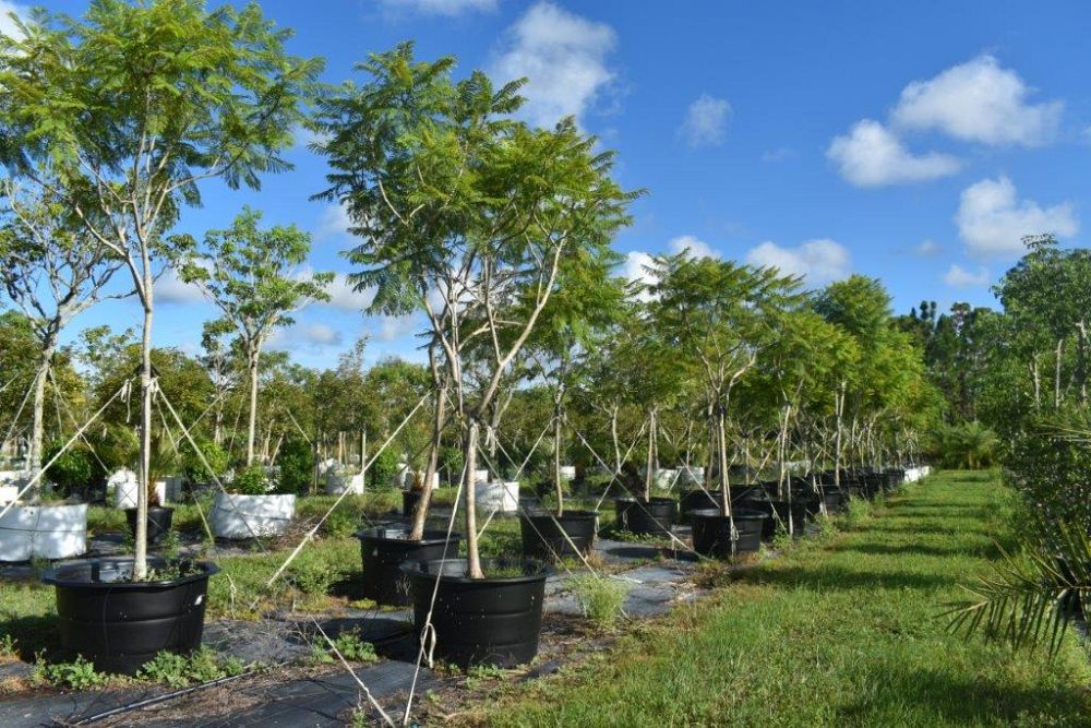 jacaranda-mimosifolia-jacaranda-tree