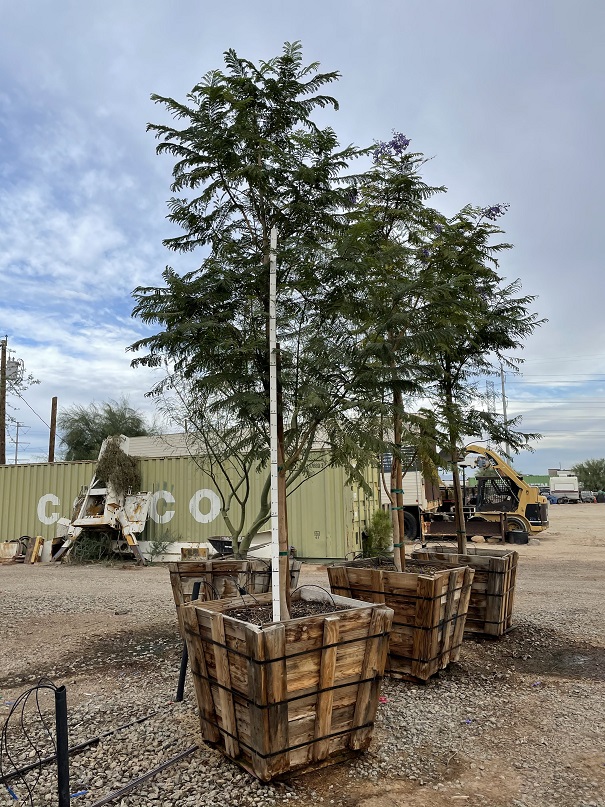 jacaranda-mimosifolia-jacaranda-tree