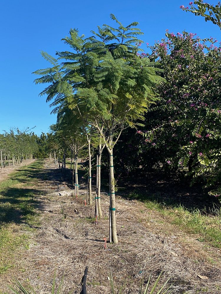 jacaranda-mimosifolia-jacaranda-tree