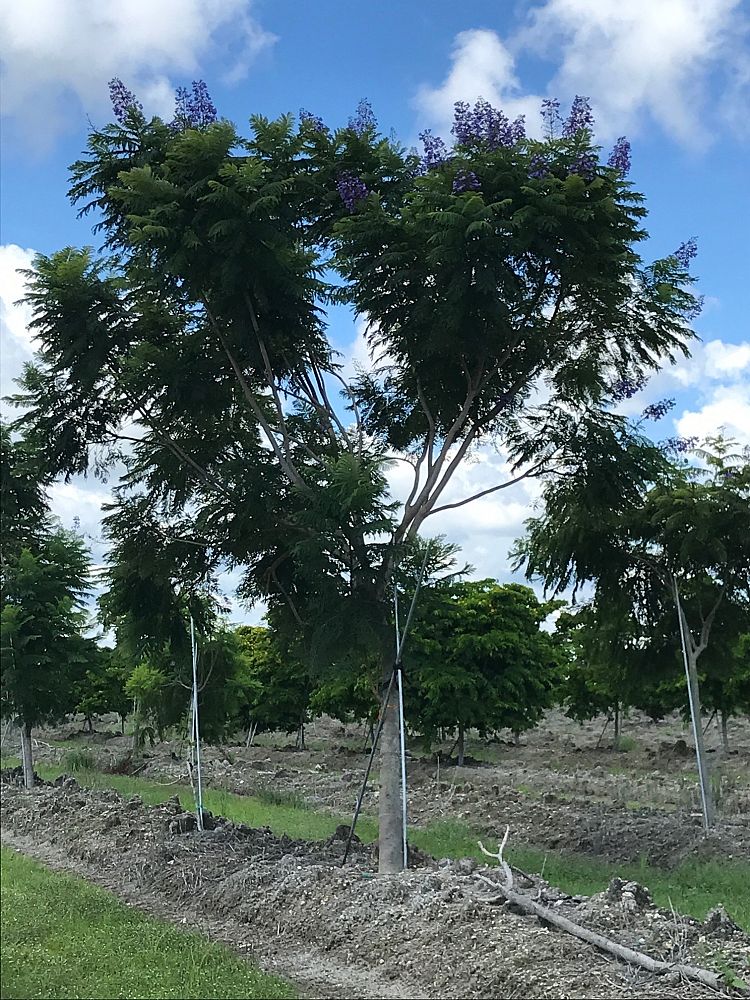 jacaranda-mimosifolia-jacaranda-tree