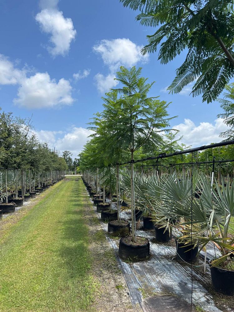 jacaranda-mimosifolia-jacaranda-tree