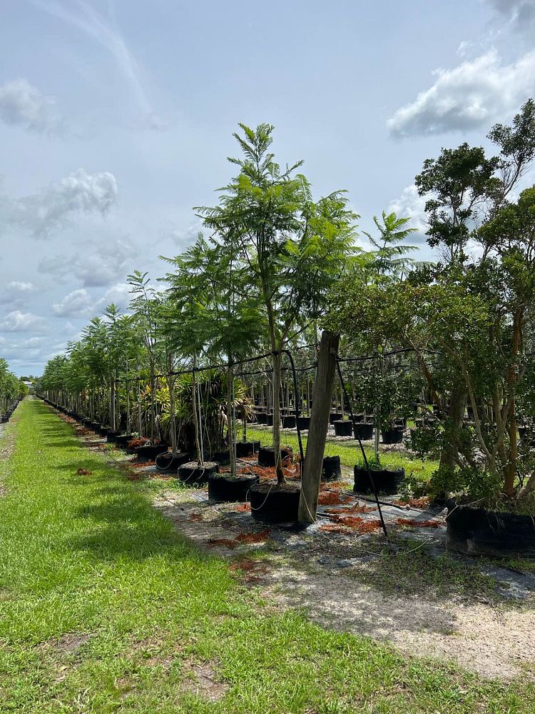 jacaranda-mimosifolia-jacaranda-tree