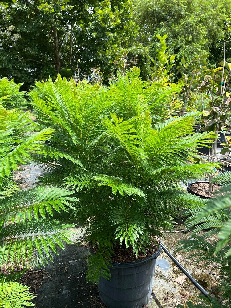 jacaranda-mimosifolia-jacaranda-tree