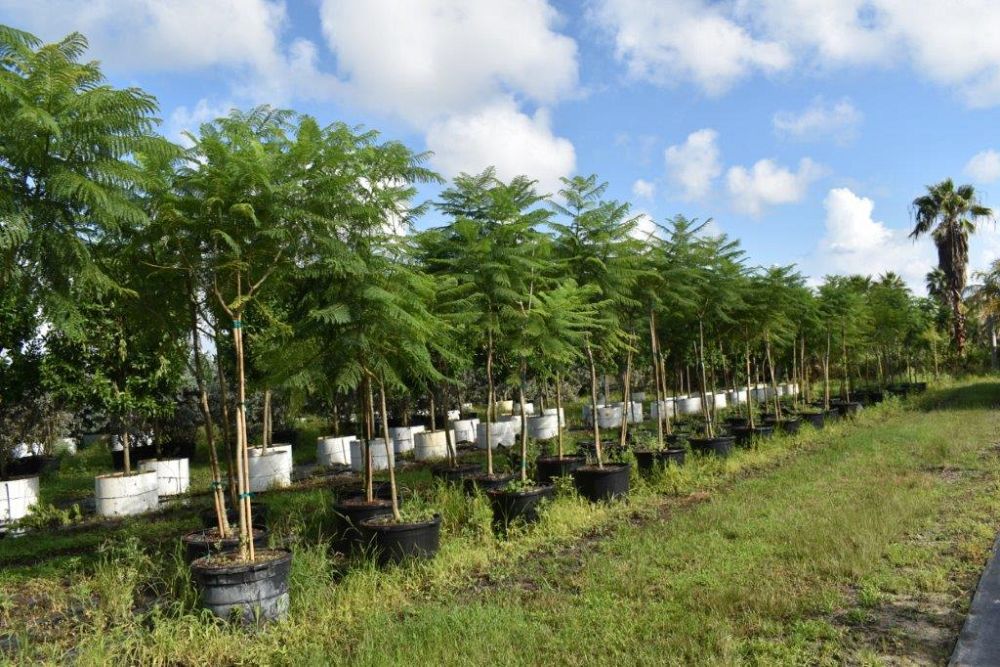 jacaranda-mimosifolia-jacaranda-tree