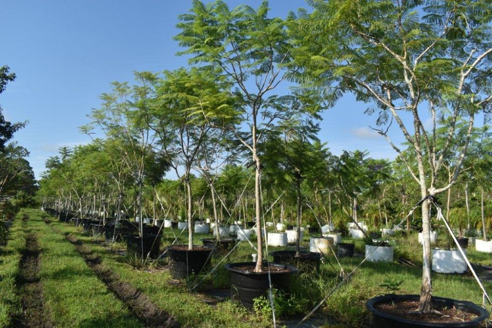 jacaranda-mimosifolia-jacaranda-tree