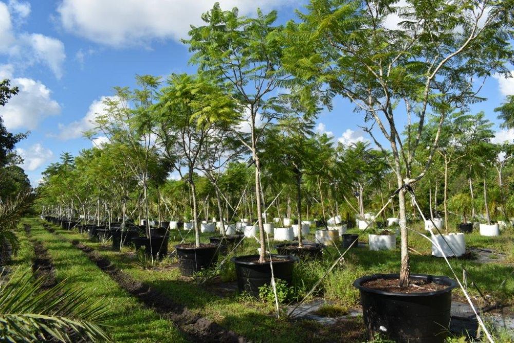 jacaranda-mimosifolia-jacaranda-tree
