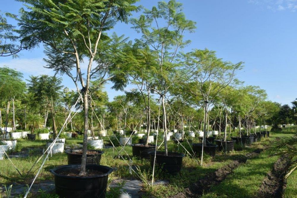 jacaranda-mimosifolia-jacaranda-tree