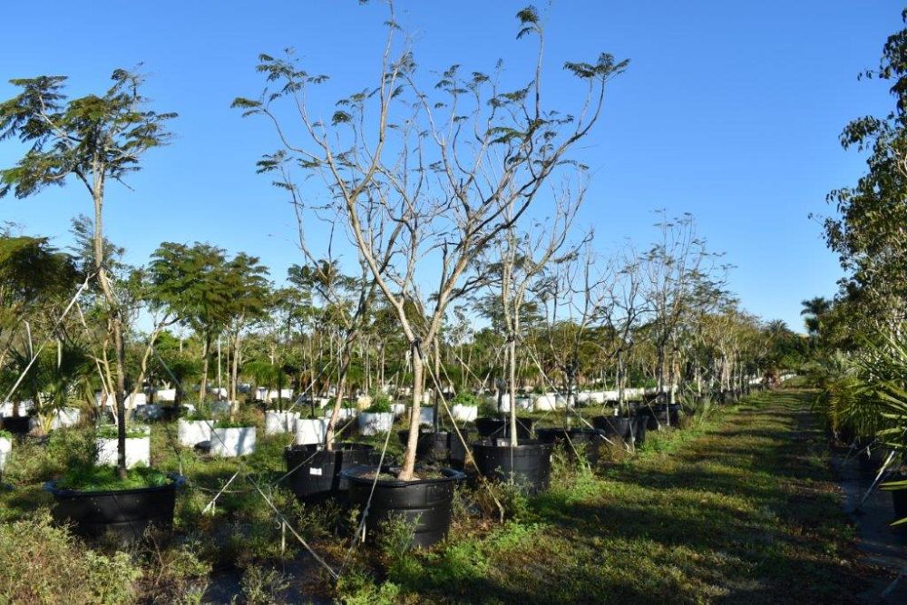 jacaranda-mimosifolia-jacaranda-tree