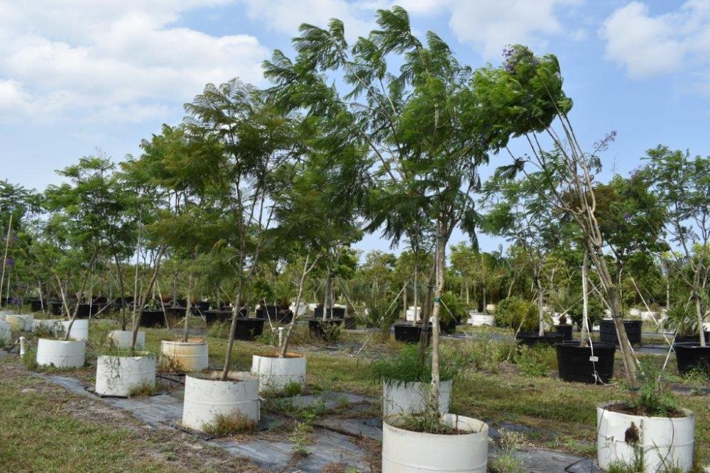 jacaranda-mimosifolia-jacaranda-tree