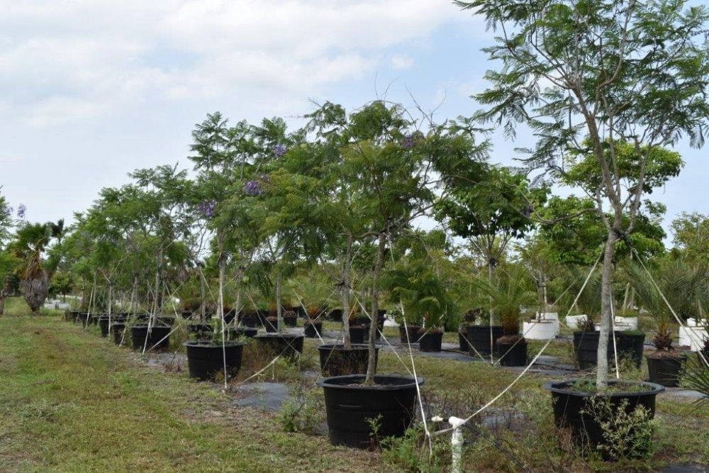 jacaranda-mimosifolia-jacaranda-tree