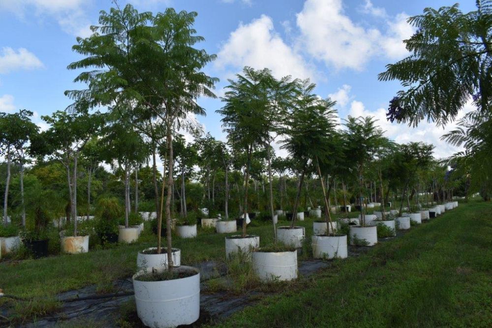 jacaranda-mimosifolia-jacaranda-tree
