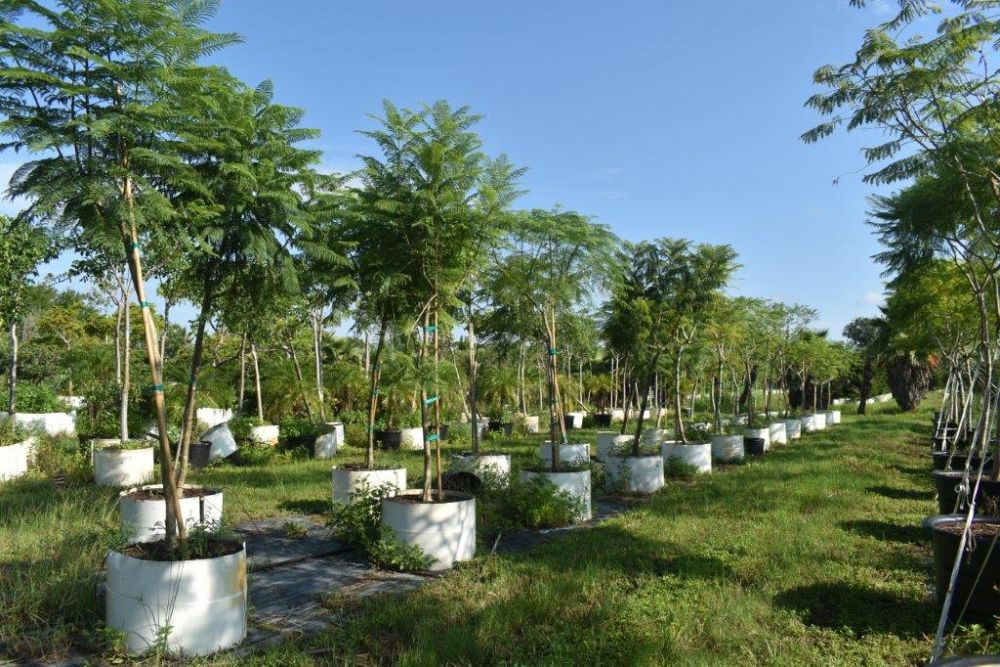 jacaranda-mimosifolia-jacaranda-tree