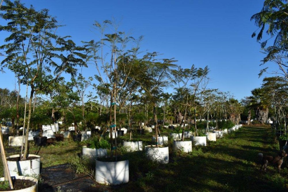 jacaranda-mimosifolia-jacaranda-tree