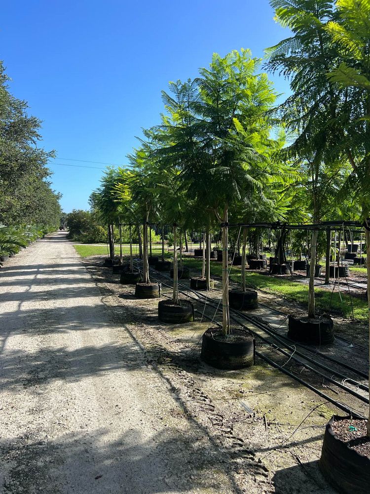 jacaranda-mimosifolia-jacaranda-tree