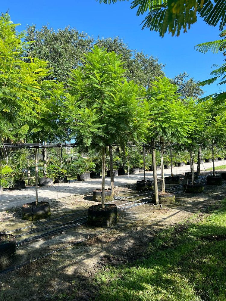 jacaranda-mimosifolia-jacaranda-tree