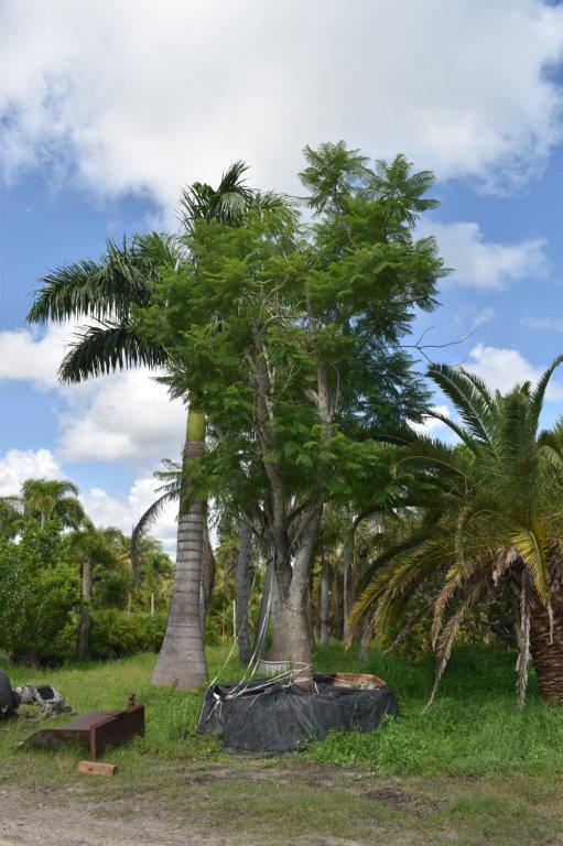 jacaranda-mimosifolia-jacaranda-tree