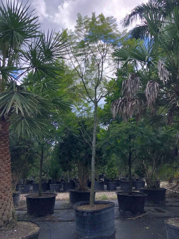 jacaranda-mimosifolia-jacaranda-tree